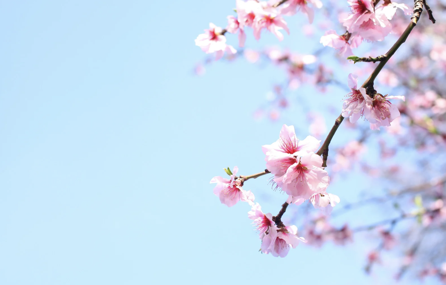 The Spring 2025 askKira Update Has Sprung!